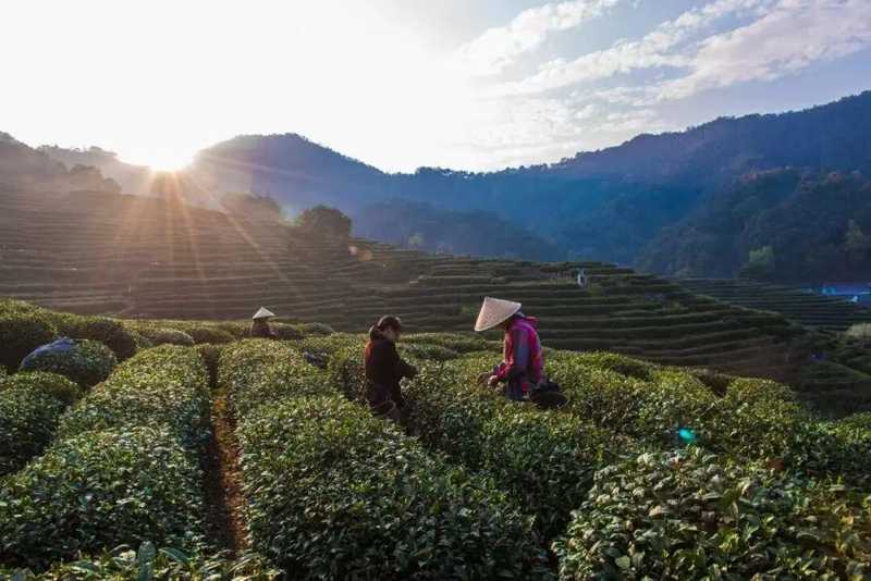当年轻人开始痴迷春茶:一杯龙井背后的生活美学与文化觉醒 文化旅游