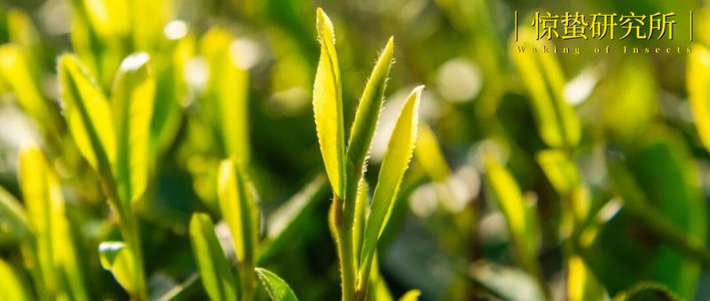 当年轻人开始痴迷春茶：一杯龙井背后的生活美学与文化觉醒